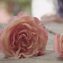 5 Creative Ways to Preserve Funeral Flowers