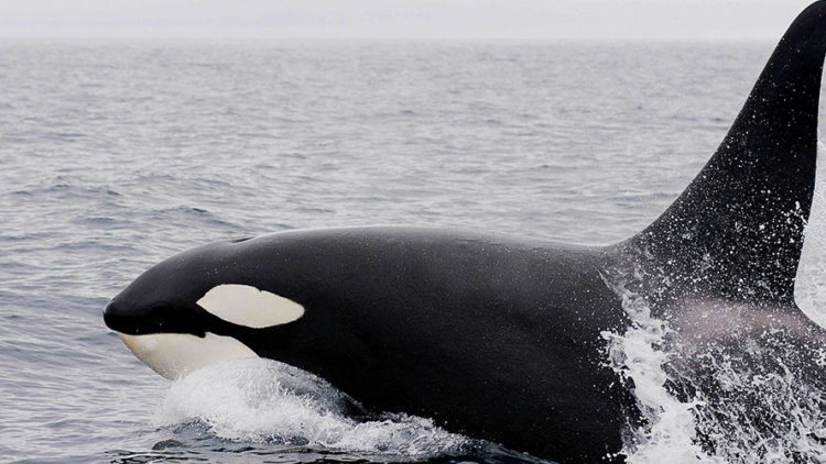 The Grief of a Mama Killer Whale