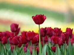 Vivian Knops 12/19/2025