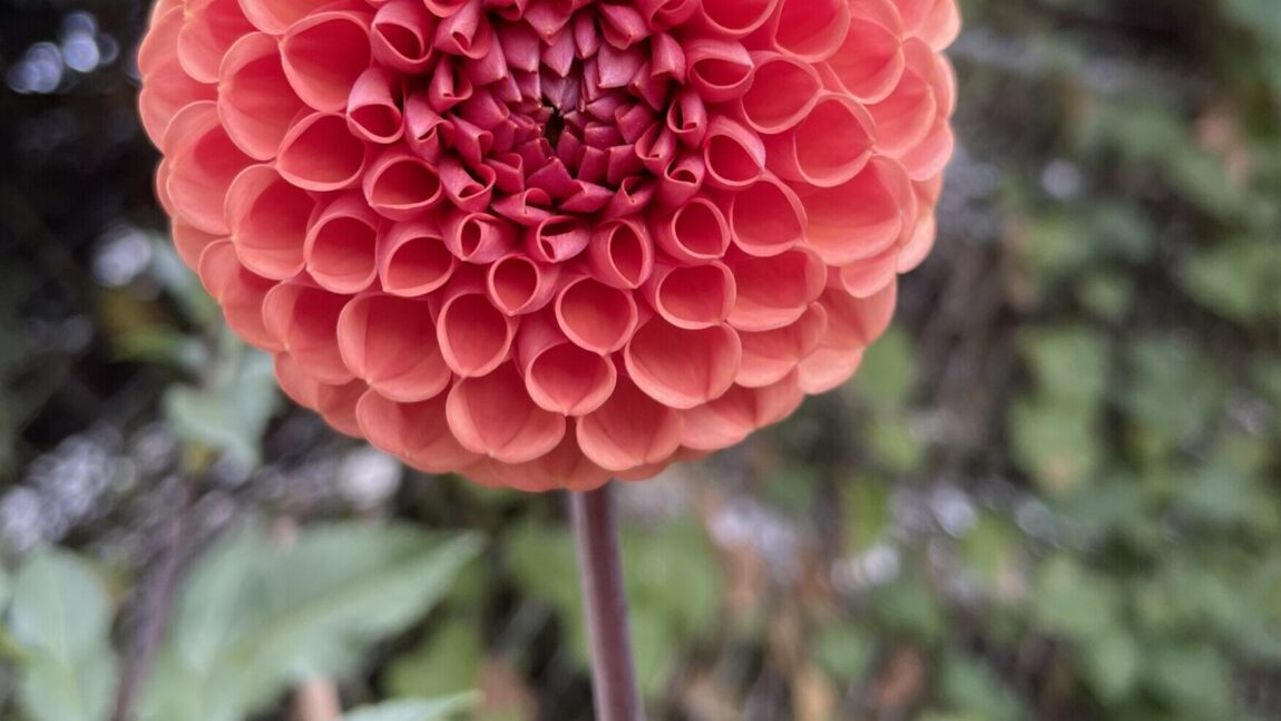 Kathleen “Kate” Feiner