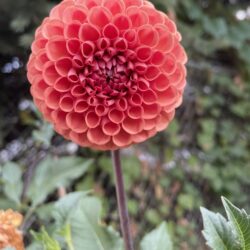 Kathleen “Kate” Feiner