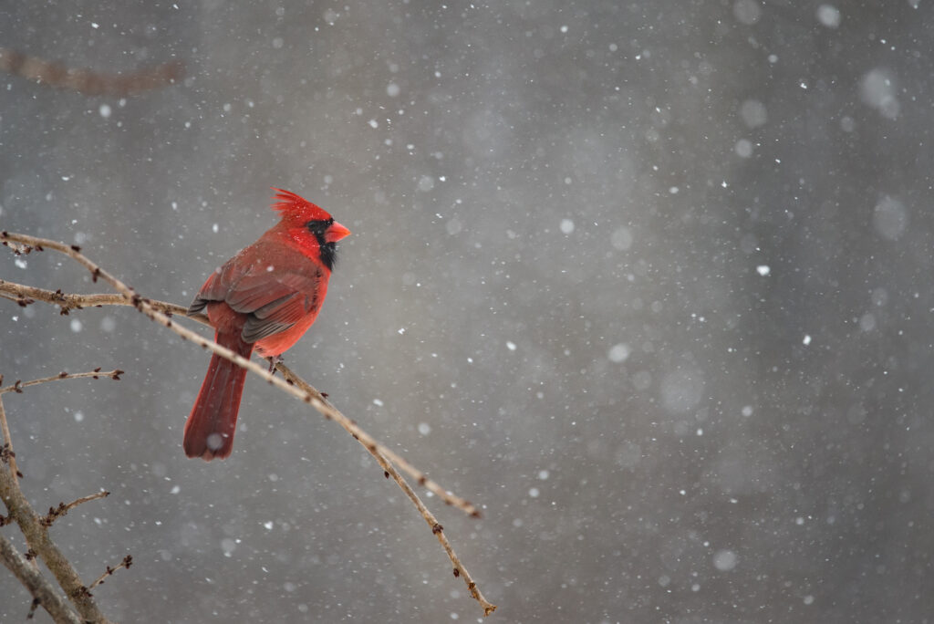 Andrew Brown 04/22/2026