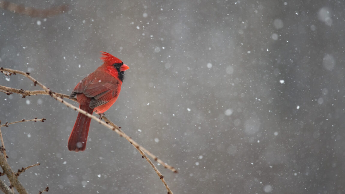 Andrew Brown 04/22/2026