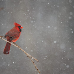 Andrew Brown 04/22/2026